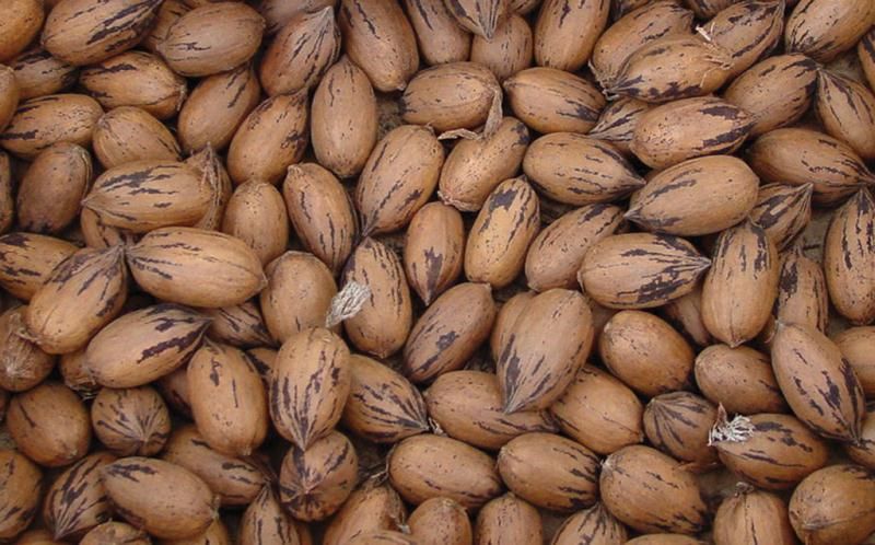 Pecans In Shell Bags ~ Orchard Grown A Southern Tradition USA